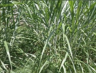 Bibit rumput zanzibar kualitas unggul asli 1 kg