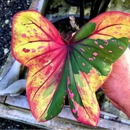 Biji Benih Keladi Rare Thai Caladium Thailand Cantik bibit  - 5 Seed