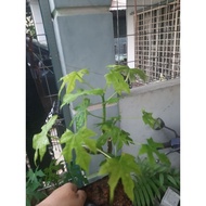 pokok ajinomoto pokok hiasan murah