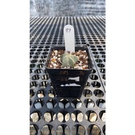 Augustfame - Astrophytum Myriostigma cv Onzuka 5 rib 117 恩冢鸾凤玉 cacatus succulent