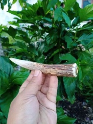 PIPA ONCE ROKOK TANDUK ASLI RUSA