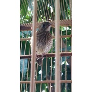 Burung Srdc Bali Trotol Stok Terbatas