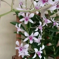 Anggrek Dendrobium Albertine dewasa BERGARANSI