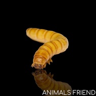 ULAT HONGKONG - MEALWORM PAKAN IKAN/BURUNG/HAMSTER