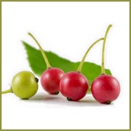 ▬ ✒ ● Kerson Fruit Seeds Mansanitas ( Approx 100 seeds )