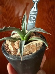 EB曲刺妖炎（實生），塊根植物，多肉植物