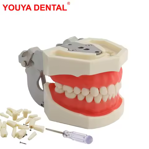 Dental Teeth Model For Dental Technician Practice Training Studyting Dentistry Typodont Models With 
