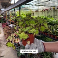 Begonia Rex ‘Jive’ - Indoor Plant