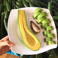 TIADA COD Anak Pokok Avocado 034 (Vietnam)