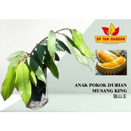 KF - ANAK POKOK DURIAN MUSANG KING 猫山王 // Fruit Tree // Live Plant // KFTANGARDEN
