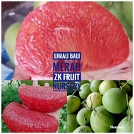 Anak pokok limau bali merah