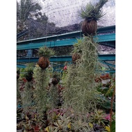 janggut Adam  live plant