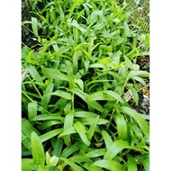 Keratan Rumput (BUKAN ANAK POKOK)Siti Khadijah/Angel Grass/Beijing Grass Rahsia Rawatan Cancer Mujar