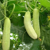 Benih Timun Putih / White Cucumber Seeds / 白玉黄瓜”10pcs