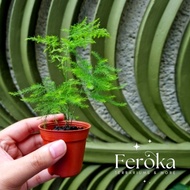 Common Asparagus Grass Fern — Asparagus Setaceus — Terrarium Plant — Feroka