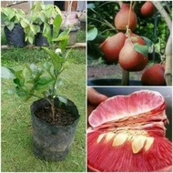 Pohon Jeruk Red Pamelo Jumbo Bibit Jeruk Red Pamelo