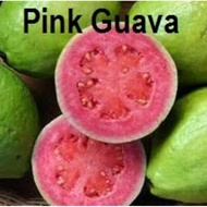 Pokok Jambu Pink Guava....