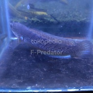 Channa Stewarti size 8-10 cm full dot