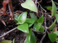 妞妞花園 翠玲瓏Callisia elegans 鋪地錦竹草 現採 陸龜 豹龜 蘇卡達龜 星龜 水晶蝦 另有3吋盆$40