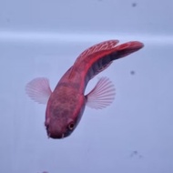 baby channa maru red barito grade A size 7-8 cm