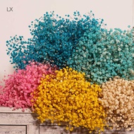 Gypsophila Preserved Flower 120g Yunnan Gypsophila Preserved Flower Dried Flower Bouquet Gift Box Bo