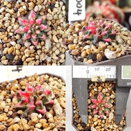 Gymno multicolor 5cm pot