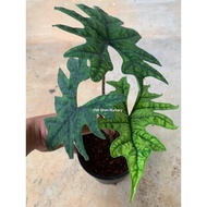 Alocasia Jacklyn/Tanduk Rusa/（Big Size）/Bunga Hidup