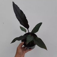 anthurium black keris