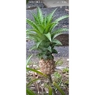 benih nenas batu..(ubat batu karang),,,