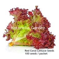 Benih Sayur Salad Merah Red Coral Lettuce Seeds Benih Sayur Vegetable Seed 100 biji per pack