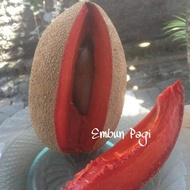 Pohon Sawo Raksasa / Mamey Sapote Jenis Magana Hasil Cangkok (Garansi Uang Kembali Jika Tanaman Diterima Tidak Sesuai Pesanan)