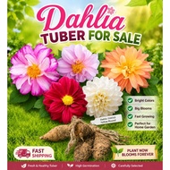 Dahlia Tuber Random ID (Collection Dec'25)