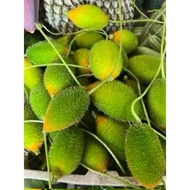 500g peria bangla sayur kakrol sedap makan ulam