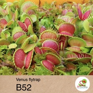 ☘️ Venus Fly Trap "B52" Carnivorous Plants