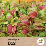 ☘️ Venus Flytrap "B52" – Largest Flytrap | Insect-Killing Plant | Carnivorous Plants | Tropical Weat