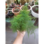 asparagus -indoor plant