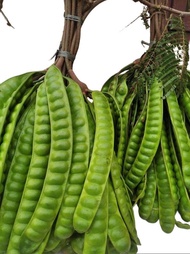 PROMO PETE TUA MURAH ISI 10 LONJOR FREE BONUS 2 LONJOR/PETE SEGAR PILIHAN/PETE TUA SUPER/PETE SEGAR