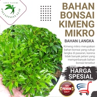 Bibit Bahan Bonsai Kimeng Mikro Kweci Sudah Hidup Rimbun Terlaris