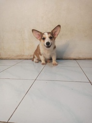Anjing Corgi Short Rusia Betina Corgy Tricolour