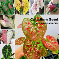 [Arrive Quickly] Singapore Ready Stock 100 Seeds Mixed Caladium Seed Alocasia Plant Seed Flower Seeds for Plantin Flowering Live Plants Indoor Air Plants Holy Tulsi Plant for Home Garden Decoration Items High Germination Rate Easy To Grow In The Local