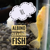 【LIVE】Albino Bandaraya Fish Red Eye Pleco Algae Eater Ikan makan lumut mata merah albino 红眼吸壁 白子