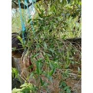 Pokok orkid hutan merpati putih