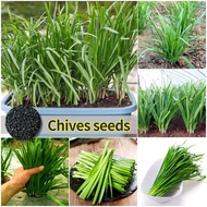 [100% Fresh Seeds] 150pcs Chinese Chives Seeds High Yield Organic Vegetable Seeds for Planting Veget