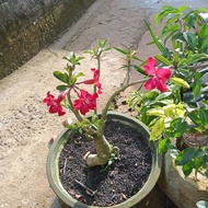 kamboja Jepang bonsai(adenium)