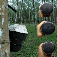 Vase Pot Cawan Susu Pokok Getah Pasu Bunga Plastik 32oz 40oz 60oz