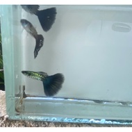 Guppy galaxy blue tail 1 pair