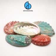 (Big Size)Multi-colored Abalone Shells - BATLOVENATURAL - Decorative snail shells in many sizes - Be