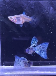 GUPPY METAL SNAKESKIN BLUE GRASS SUPERSHORTBODY TRIO