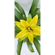ILPOS - Live Plant Yellow Flower Guzmania Limted Stock 凤梨花