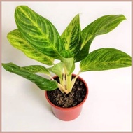 ∠ ◸ Money Plant Chinese Evergreen Seedling Live Plant Aglaonema Stripes Real Plant